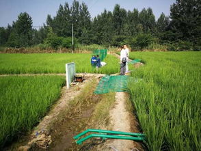 洛宁：苗木界的“绿色长城”