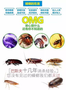 蟑螂因其顽强生命力，无论环境恶劣都能生存