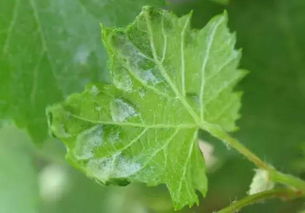 防治花草虫害，蕞通用的药物是啥？