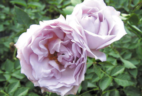 路西法月季的花期揭秘