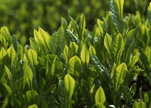 施施肥， 养养肥，茶树才Neng长得好