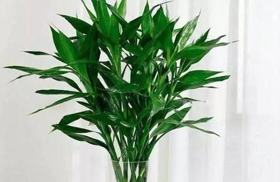 富贵竹叶子发黄，如何巧妙剪拆