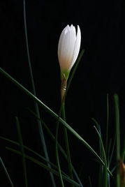 不同品种的葱兰