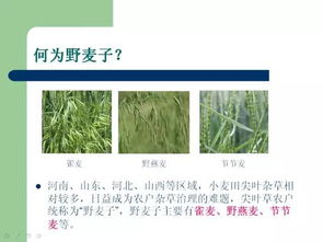 莲藕田除草剂选择指南