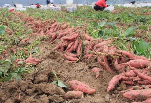 红薯专用除草剂推荐