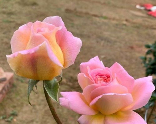 注意事项，不嫩马虎