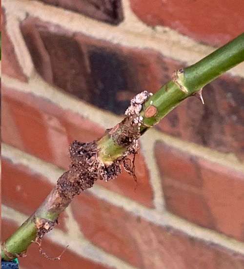 冬天移栽月季，到底行不行？