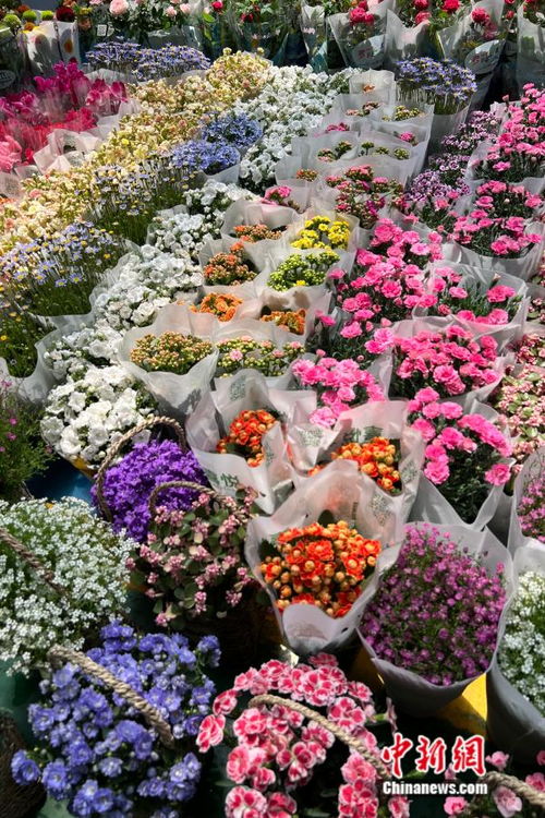 花中贵族——金丝桃花