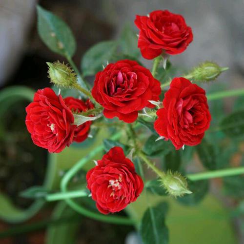 病虫害来了 月季也遭殃