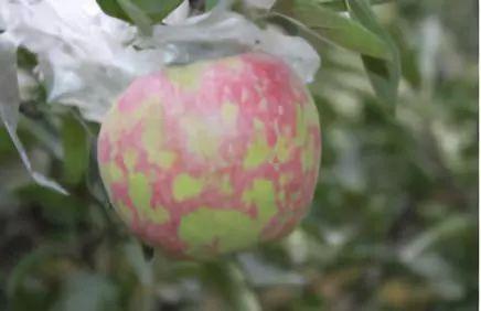 乐果：果树的守护者还是隐患？