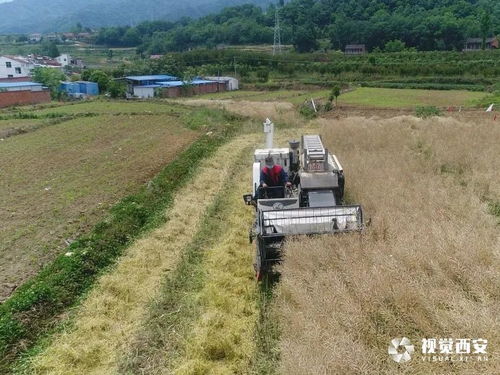 5.5万亩油菜长势良好，正值丰收季节