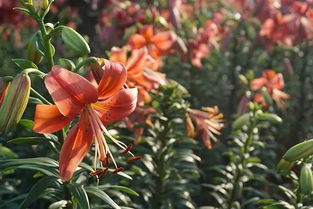 毛百合：夏天的红色信使