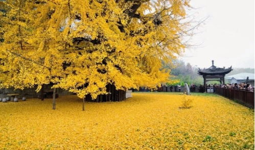 园林景观中的苗木搭配艺术