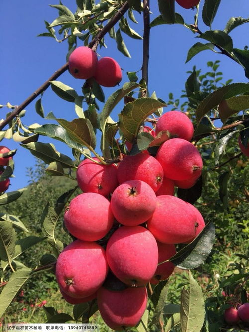 家庭果园， 温馨选择