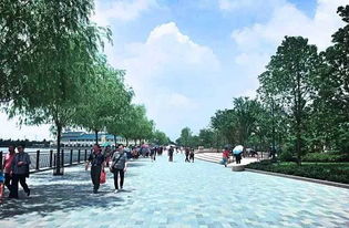 高标准精选苗木