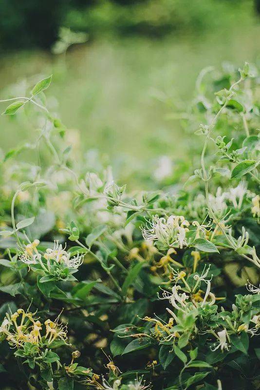 栽种和换盆的小贴士