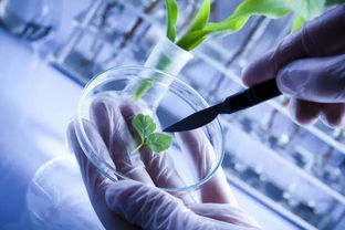 转基因植物通过基因工程技术，将外源基因导入植物细胞