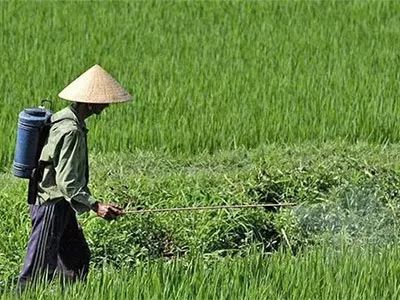 草木灰的神奇效果