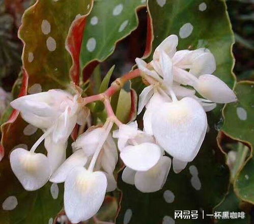 养护要点：让植物过冬不烦恼
