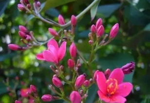 秋季的宿根花卉