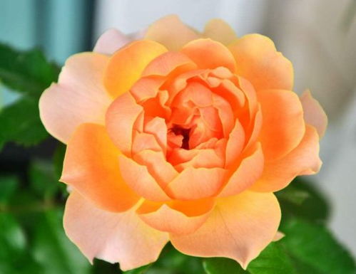 杏色花边的品种介绍