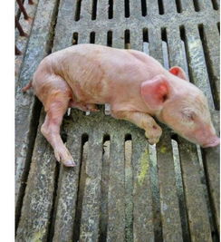 如何区分仔猪细菌性、病毒性腹泻，对症防治方法有哪些？