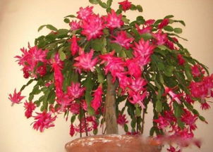 蟹爪兰：园林中的独特之星