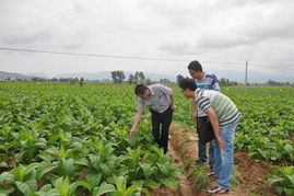 水培玫瑰花生根，图解教程来帮忙呃！