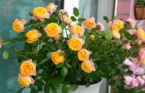 月季叶子卷曲萎蔫，揭秘原因大揭秘！