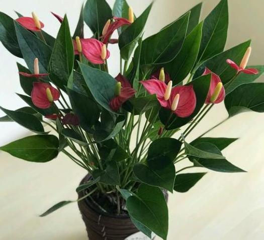 红掌花语中，沉静与繁华交织