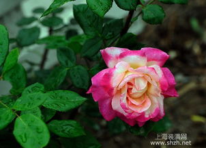 月季的芬芳， 生活的小确幸