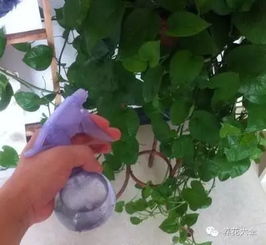 西番莲夏天落叶怎么办？如何挽救这美丽的植物
