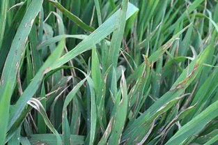 稻瘟病中午打药合适吗？