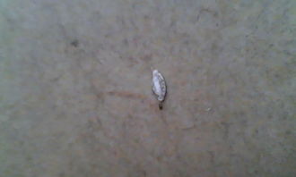 白菜叶子成了筛子，心急如焚怎么办？