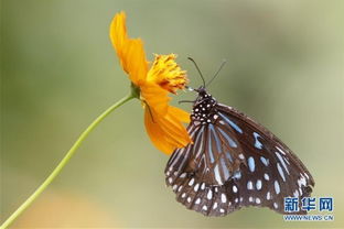 先说说要选对花种！