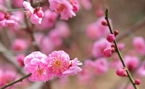 5月花开正艳，哪种花最迷人