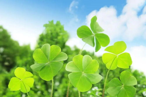 树下绿意盎然 选择合适的草种