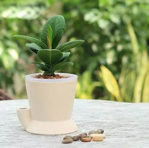 散尾葵：去除空气中的有害物质