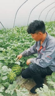 露天西瓜种植的最佳月份是什么时候