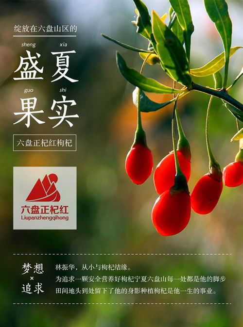 红枸杞生长特点和花果期是什么时候