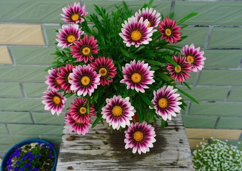 广东新手种花心得：养不活？试试这些好养耐热耐涝的花卉！