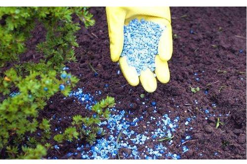 第三步：干种子处理