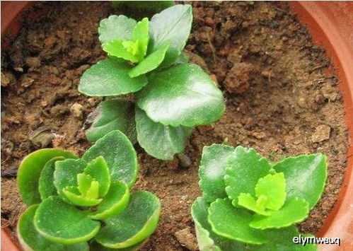 夏季如何扦插长寿花？有哪些技巧和注意事项