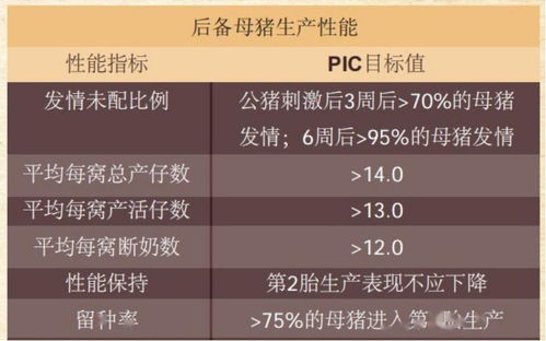 养好后备母猪，科学管理是关键