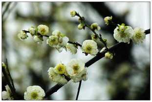 绿梅， 绿色的希望