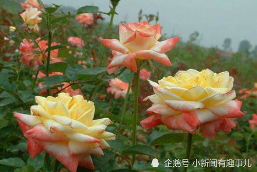 1. 相识一朵花