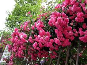 网购花苗，真假难辨？教你几招，避免上当这个！