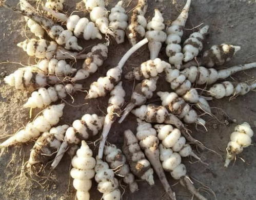 植物的生长与养护