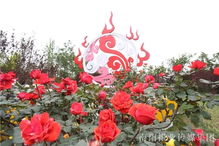 火红的舞台月季品种大揭秘