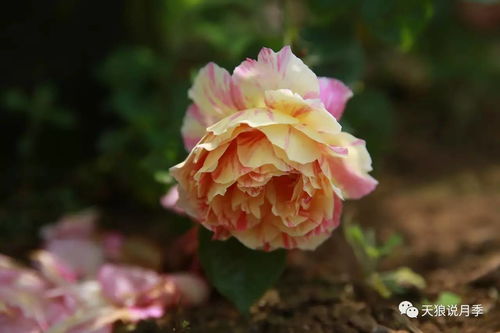 天狼月季的探索与成就